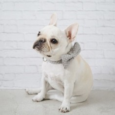 Polly, a French Bulldog Puppy, in a Pipolli Bow Tie Collar.
