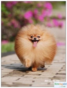 Pomeranian ... hehe