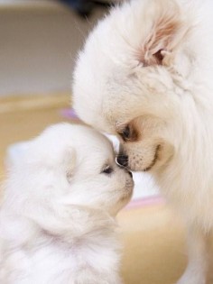 Pomeranian mama with baby,I really think there is no statement for this pic,just plain LOVE,thats what puppies are made of!