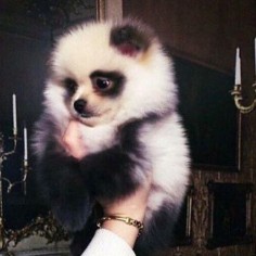 Pomeranian panda puppy ❤️❤️