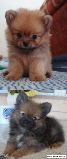 Pomeranian puppies - 13 PHOTOS!