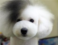 Poodle groomed in Japanese style