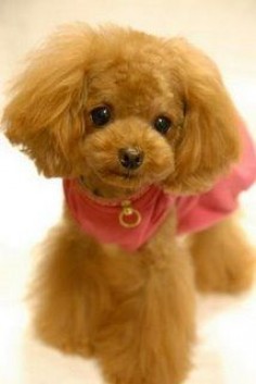 poodle in the teddy bear cut, so cute she looks fake - Thanks for sharing Ade!