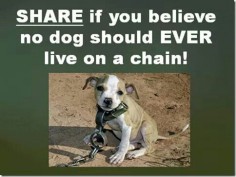 Poor doggy. I would put the person responsible on that chain!