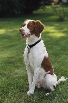 Portrait Of A Brittany Spaniel Photograph