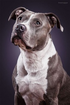 Portrait of a pitbull American Pit Bull Terrier Dog Puppy Hound Dogs Hunting Puppies Pitbulls Staffordshire