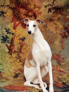 Portrait of Whippet chosen Best in Show at the 88th Annual Westminster Kennel Club Dog Show. Photographic Print by Nina Leen