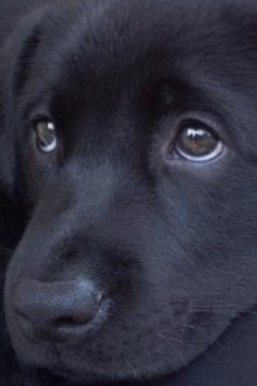 Precious face - Black Lab puppy