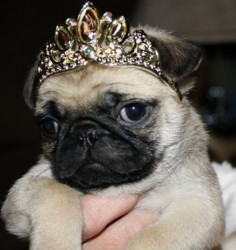 Princess pug puppy