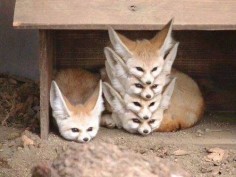 Properly organized fox storage