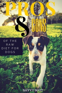 Pros and cons of the raw diet for dogs