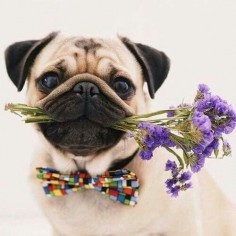 Pug and Flowers.