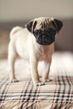 pug love - they are so cute (though I will stick with my Boston Terriers)