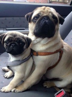 Pug mom and daughter