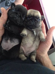 Pug puppies - looks like our pugs ping and buzz!