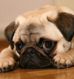 Pug Puppies Pictures