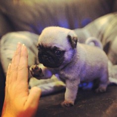 Pug Puppy Working on High-Five -