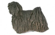 Puli Dog Breed Information, Pictures, Characteristics & Facts – Dogtime