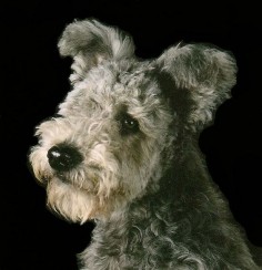 pumi dog photo | Welcome to the website of the Hungarian Pumi Club of America. Please ...