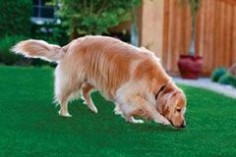 Pup-Grass Artificial Dog Grass Drains Instantly. Use for Kennels, Landscaping, Dog Parks and Potty areas for Dogs.