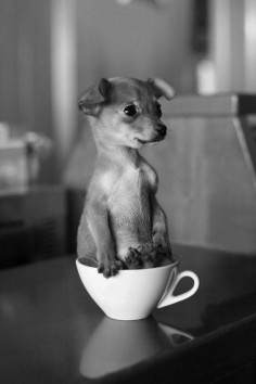 pup in a cup