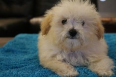 Puppies For Sale - Tiny Toy Goldendoodle, Micro Mini Goldendoodle, Mini Goldendoodle & Medium Goldendoodle Puppies For Sale in Los Angeles County, Southern California! English Teddy Bear Mini Goldendoodle Puppies For Sale In The South Bay!