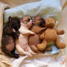 PUPPIES IN A ROW CUDDLING EACH OTHER AND TEDDY BEARS.