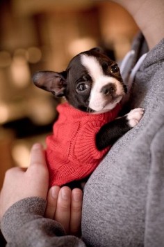 PUPPIES!!! pet-fashions-dog-clothes-accessories-and-more