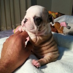 Puppies so small that THEY CAN REST AGAINST TWO HUMAN FINGERS #english #bulldog #englishbulldog #bulldogs #breed #dogs #pets #animals #dog #canine #pooch #bully #doggy #cute #sweet #puppy #puppies #bullies