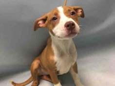 **PUPPY ALERT** - SPRING - #A1077782 - Urgent Brooklyn - FEMALE BROWN/WHITE AM PIT BULL TER MIX, 4 Mos - STRAY - HOLD FOR ID Reason NO TIME - Intake 06/16/16 Due Out 06/19/16 - CAME IN WITH BIGSBY #A1077781