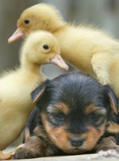 Puppy and Ducklings