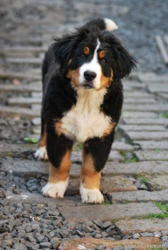 puppy Bernese mountain dog