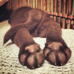puppy feet, hehehe so sweet!