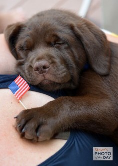 puppy sleeping through all the 4th of July excitement. Photo: SaMi