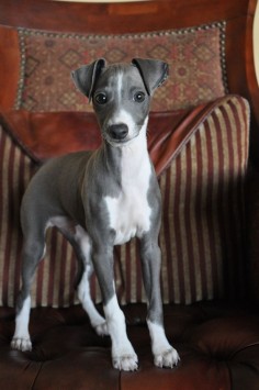  Greyhound, I had one named Chloe looked just like this one. I named my Leopard Turtle after her, in her memory.