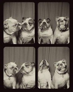 pups in a photobooth