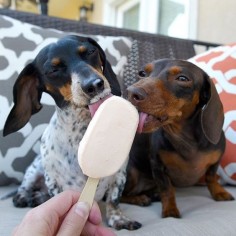Pupsicle Party