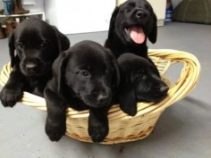 Purebred Black Lab Puppies - 8 weeks
