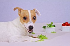 Whether you make your dog’s meals from scratch, are looking for new and healthier treats for her or just want to supplement Spot’s diet with some low-fat, vitamin- and mineral-packed choices, adding fruit and veggies is an easy way to rev up your dog’s usual meals and treats.