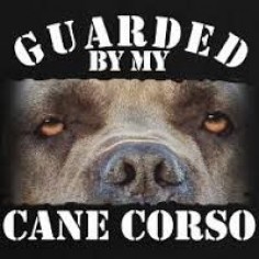 quotes about cane corso - Google Search