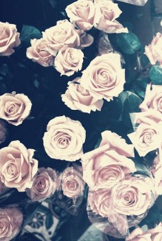 quotes with a floral background | picture flower flowers pink rose roses background aimingforthemoon ...