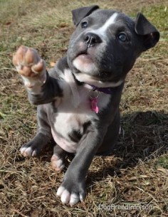 Raising a Puppy: The Second Week in her New Home—Mia the Blue-Nose American Bully Pit 8 weeks old