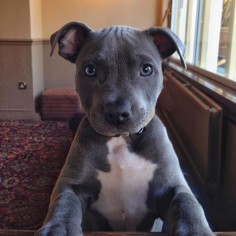 Ramsey #tbt Blue Staffordshire Bull Terrier ♡♥♡♥♡♥ #animals #puppy #dogs