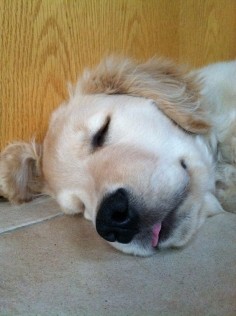Ray Charles: The Blind Golden Retriever Puppy