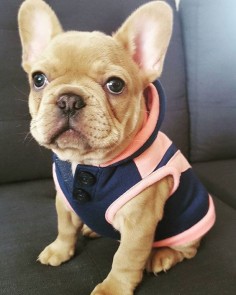 "Ready for a day out!" French Bulldog Puppy