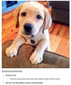 Really funny Tumblr memes that get dogs just right : theCHIVE