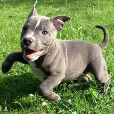Really happy and playful blue-nose puppy