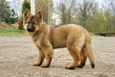 red haired german shepherd dogs | Long haired German Shepherds? - Page 2 - German Shepherd Dog Forums