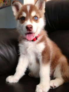 red husky puppy cute | Zoe Fans Blog