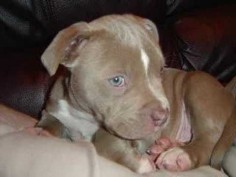Red Nose Fawn Pitbull Puppies
